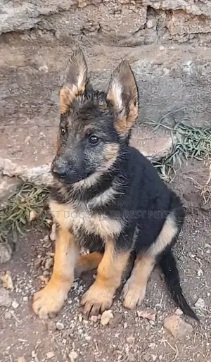 1-3 months Male Purebred German Shepherd