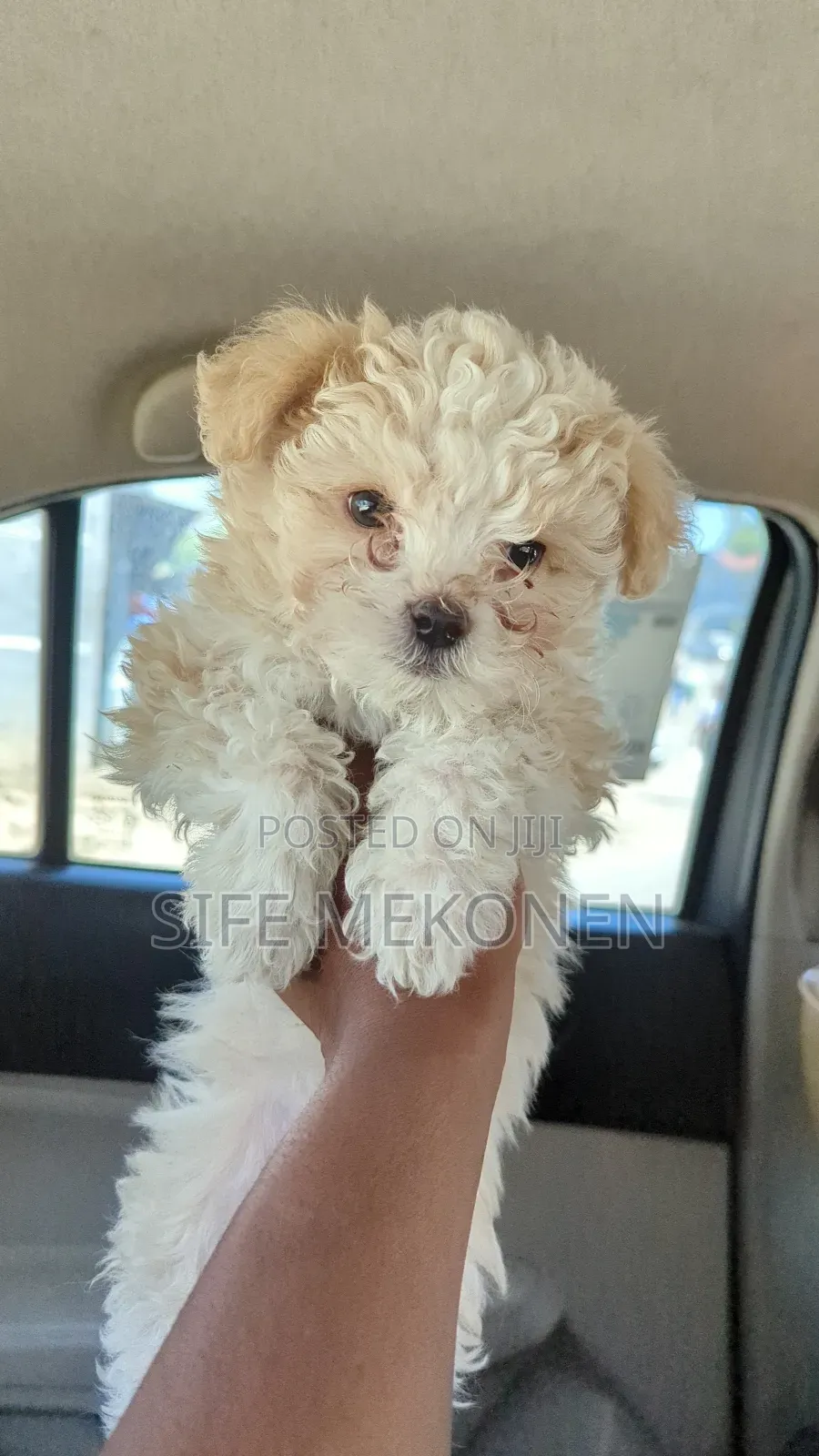 1-3 months Male Purebred Maltese