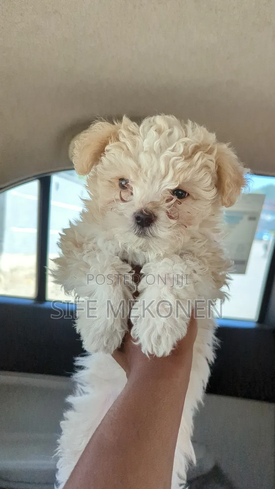1-3 months Male Purebred Maltese