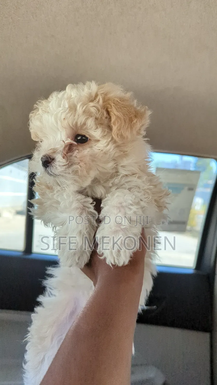 1-3 months Male Purebred Maltese