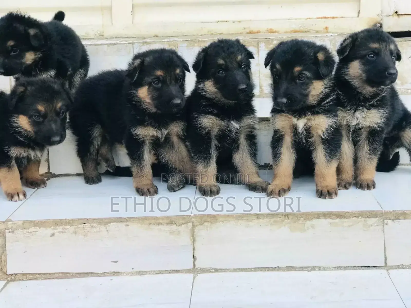 1-3 months Male Purebred German Shepherd