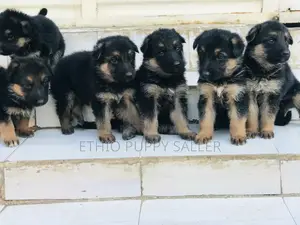 Photo - 1-3 months Male Purebred German Shepherd