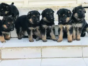 1-3 months Male Purebred German Shepherd