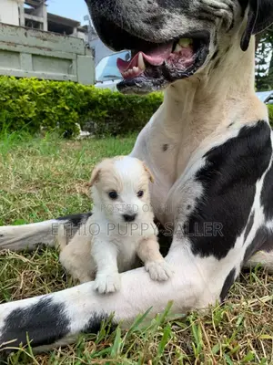 Photo - 1-3 months Male Purebred Maltese