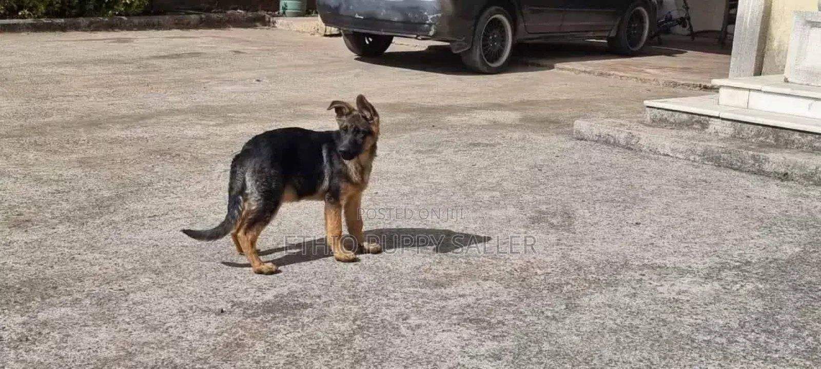 1-3 months Male Purebred German Shepherd