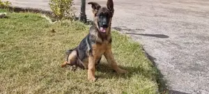 1-3 months Male Purebred German Shepherd