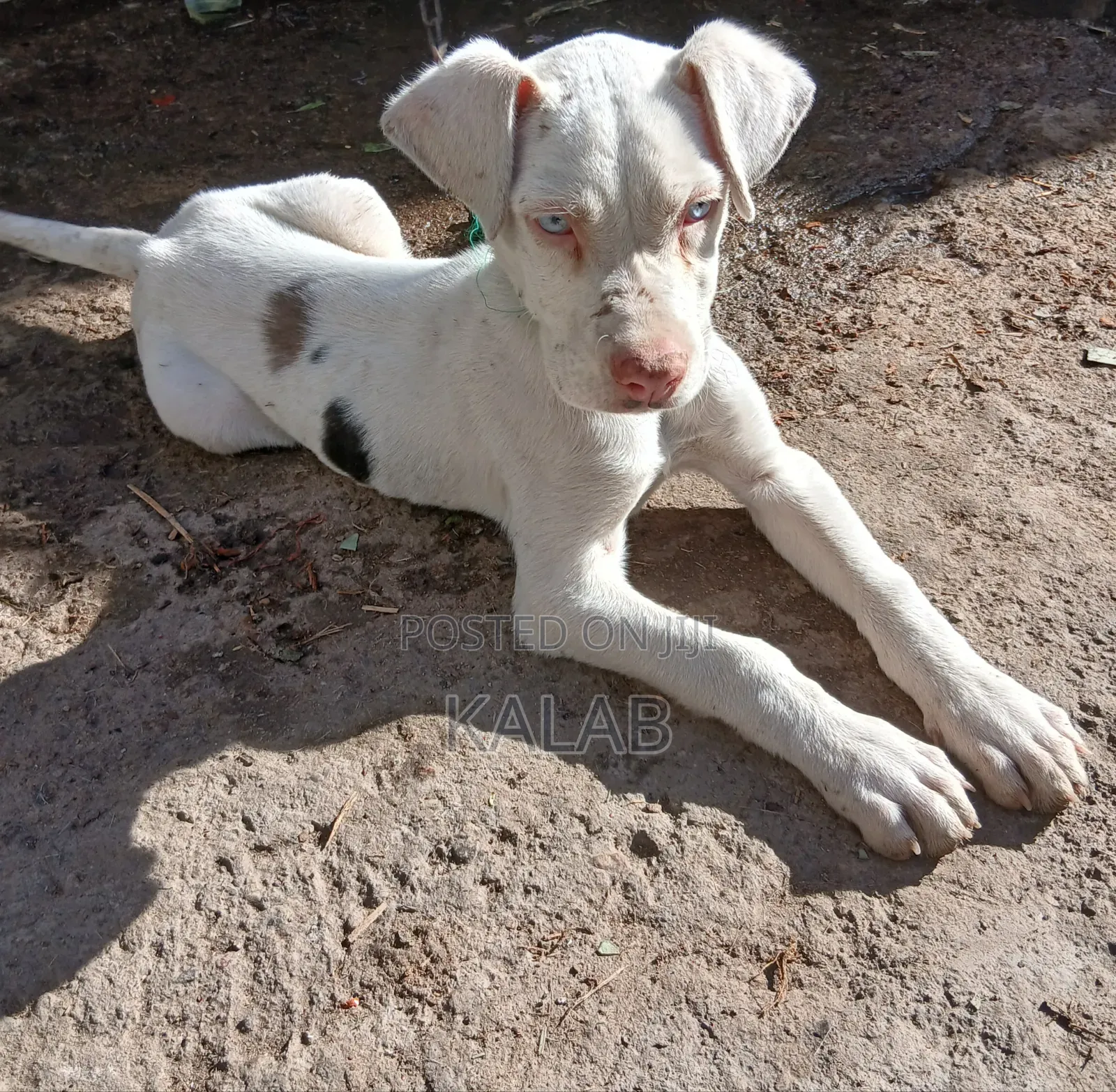 1-3 months Female Purebred Great Dane