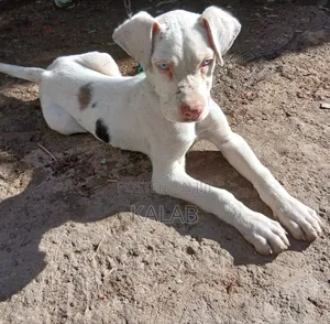Photo - 1-3 months Female Purebred Great Dane