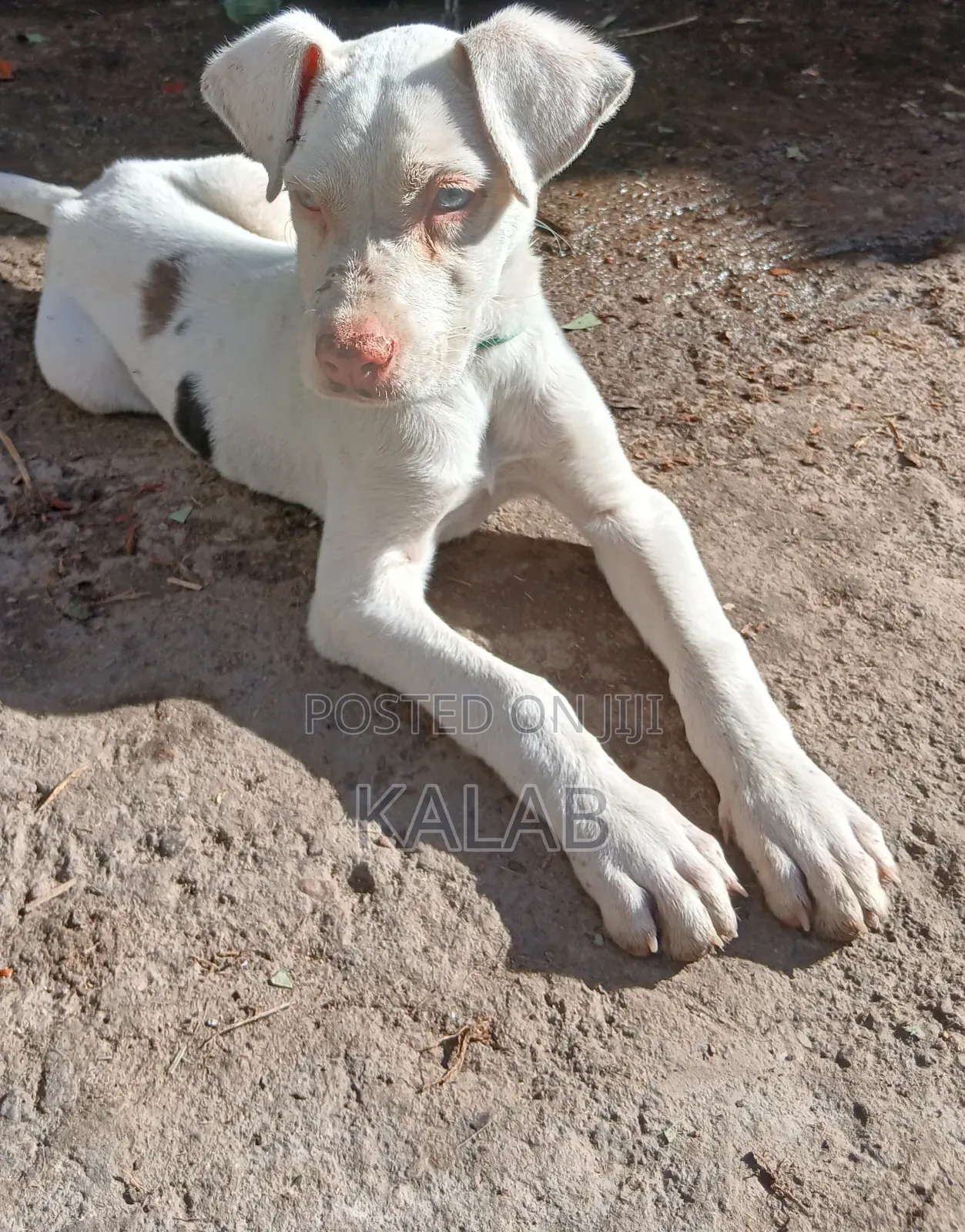 1-3 months Female Purebred Great Dane