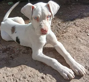 1-3 months Female Purebred Great Dane