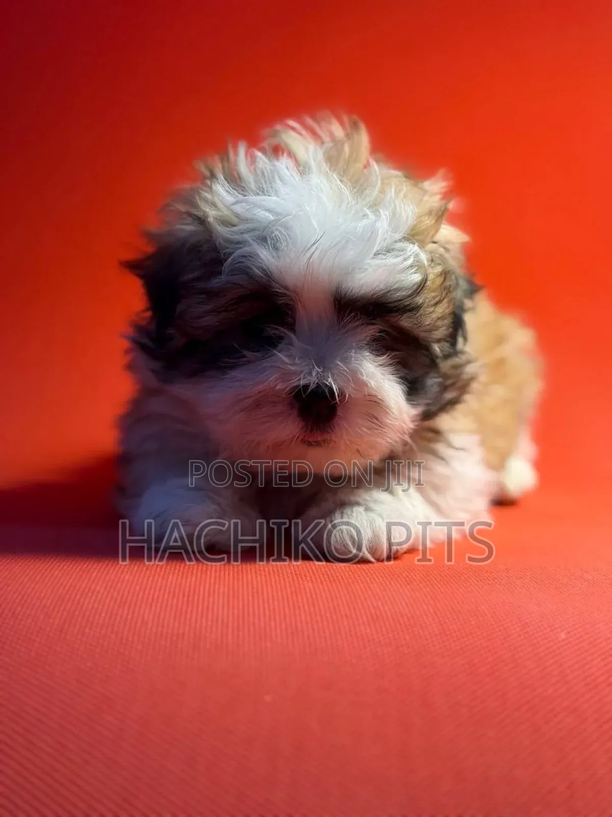 1-3 months Male Purebred Maltese