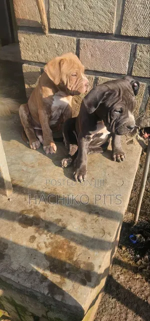 Photo - 1-3 months Male Purebred Mastiff