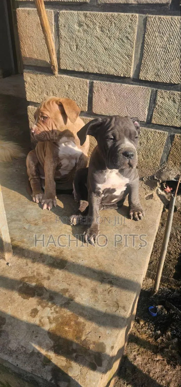 1-3 months Male Purebred Mastiff