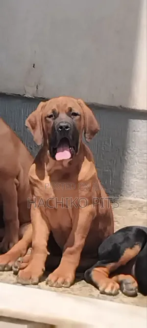 Photo - 1-3 months Male Purebred Mastiff