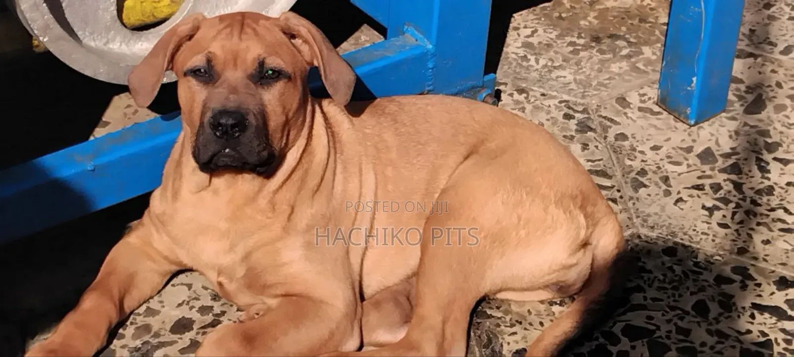 1-3 months Male Purebred American Pit Bull Terrier