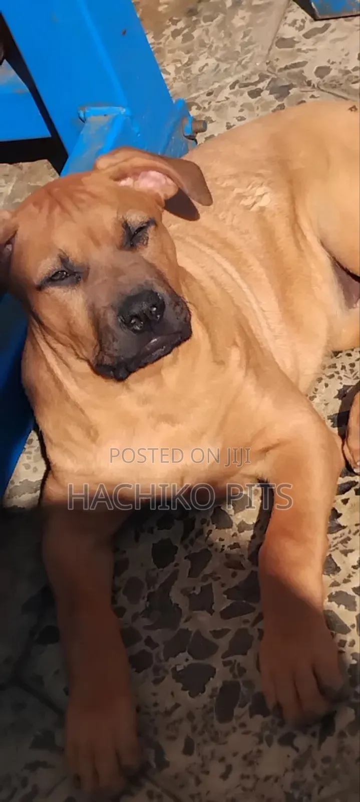 3-6 months Male Purebred American Pit Bull Terrier