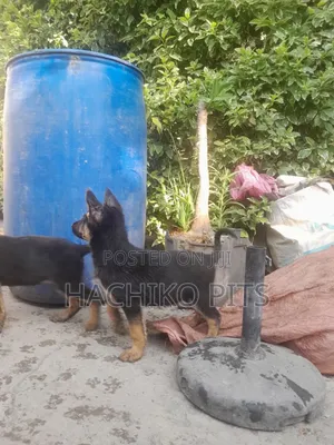 Photo - 1-3 months Male Purebred German Shepherd