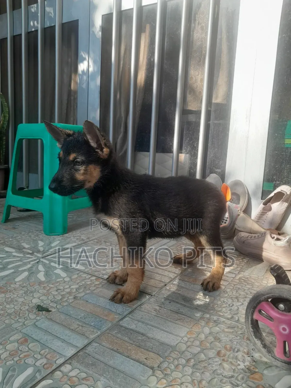 1-3 months Male Purebred German Shepherd