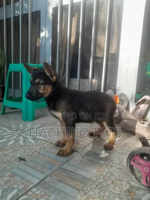 Photo - 1-3 months Male Purebred German Shepherd