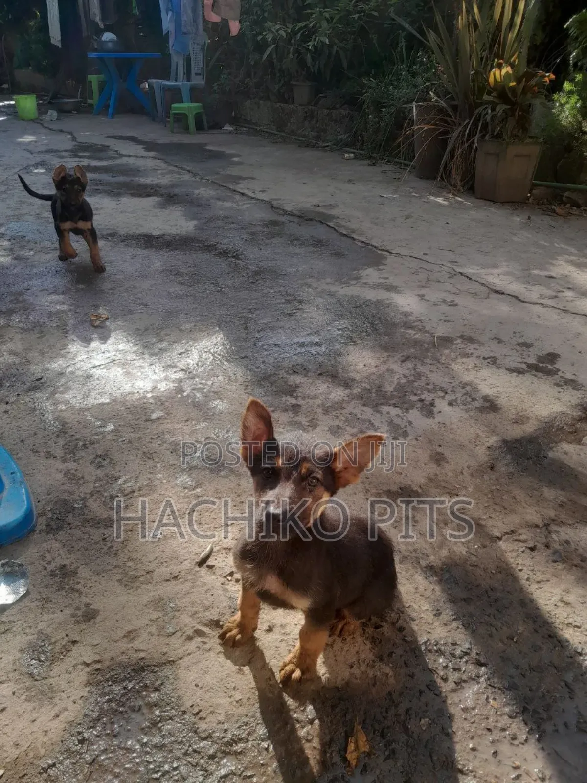 1-3 months Male Purebred German Shepherd