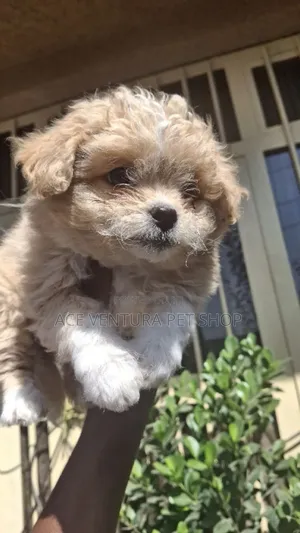 Photo - 1-3 months Male Purebred Maltese