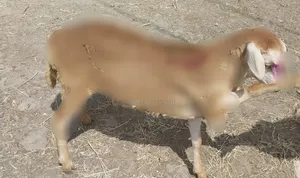 Photo - Lamb (Sheep)