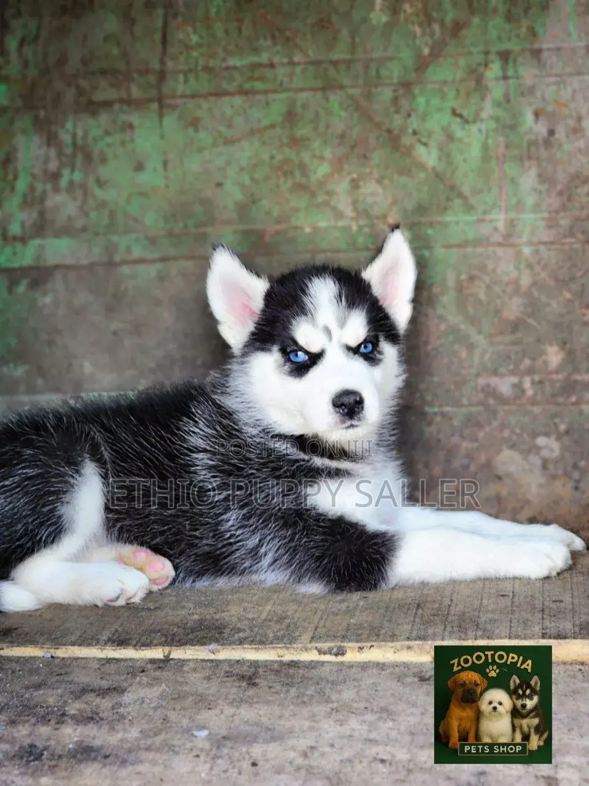 1-3 months Male Purebred Siberian Husky