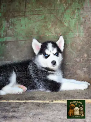 1-3 months Male Purebred Siberian Husky