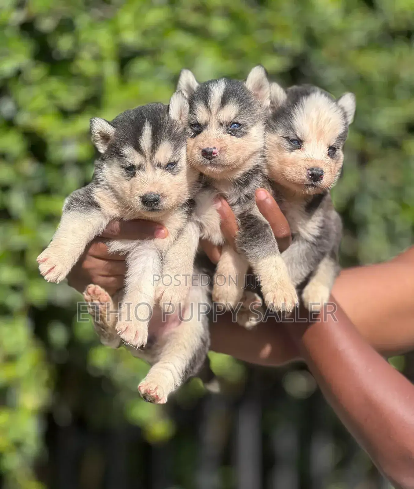 1-3 months Male Purebred Siberian Husky