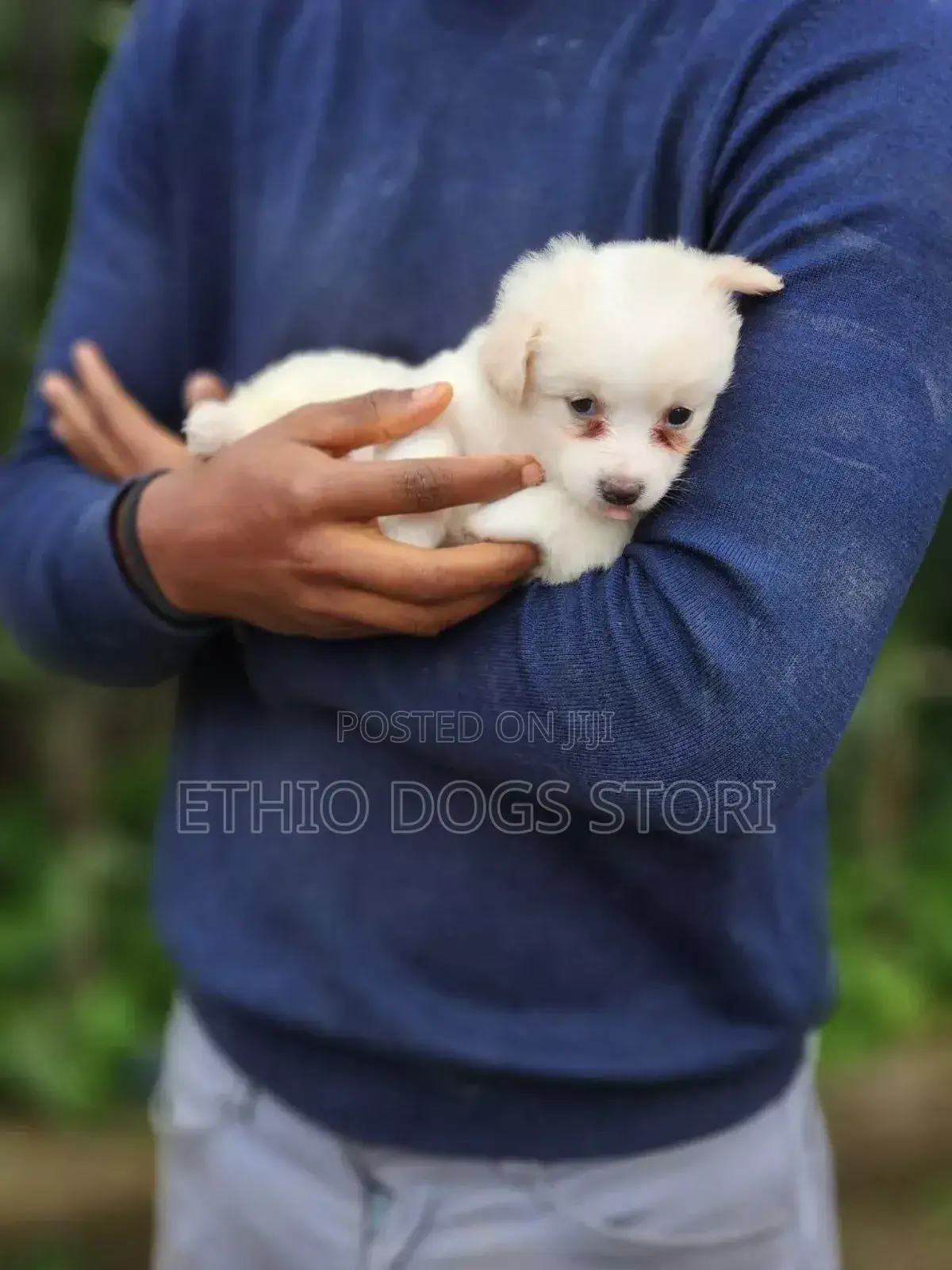 1-3 months Male Mixed Breed Maltese