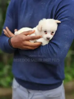 1-3 months Male Mixed Breed Maltese