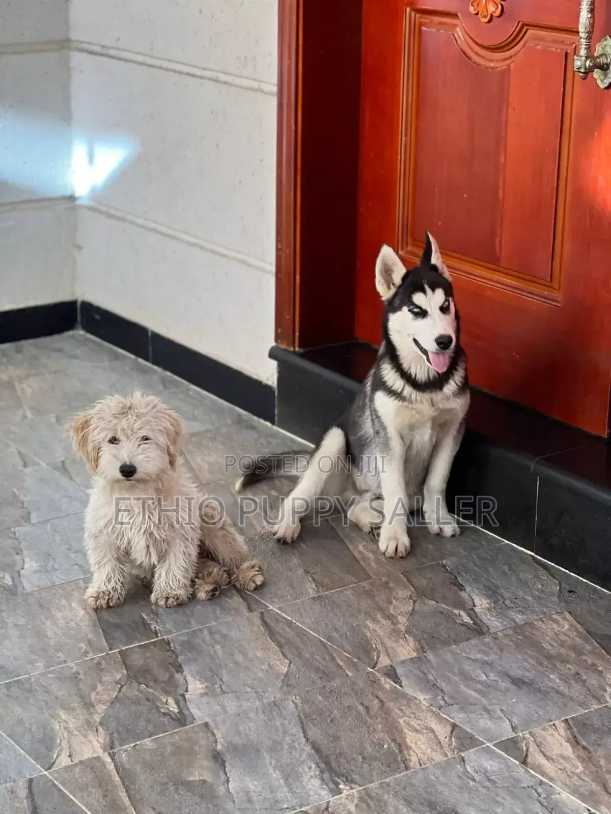 3-6 months Male Purebred Maltese