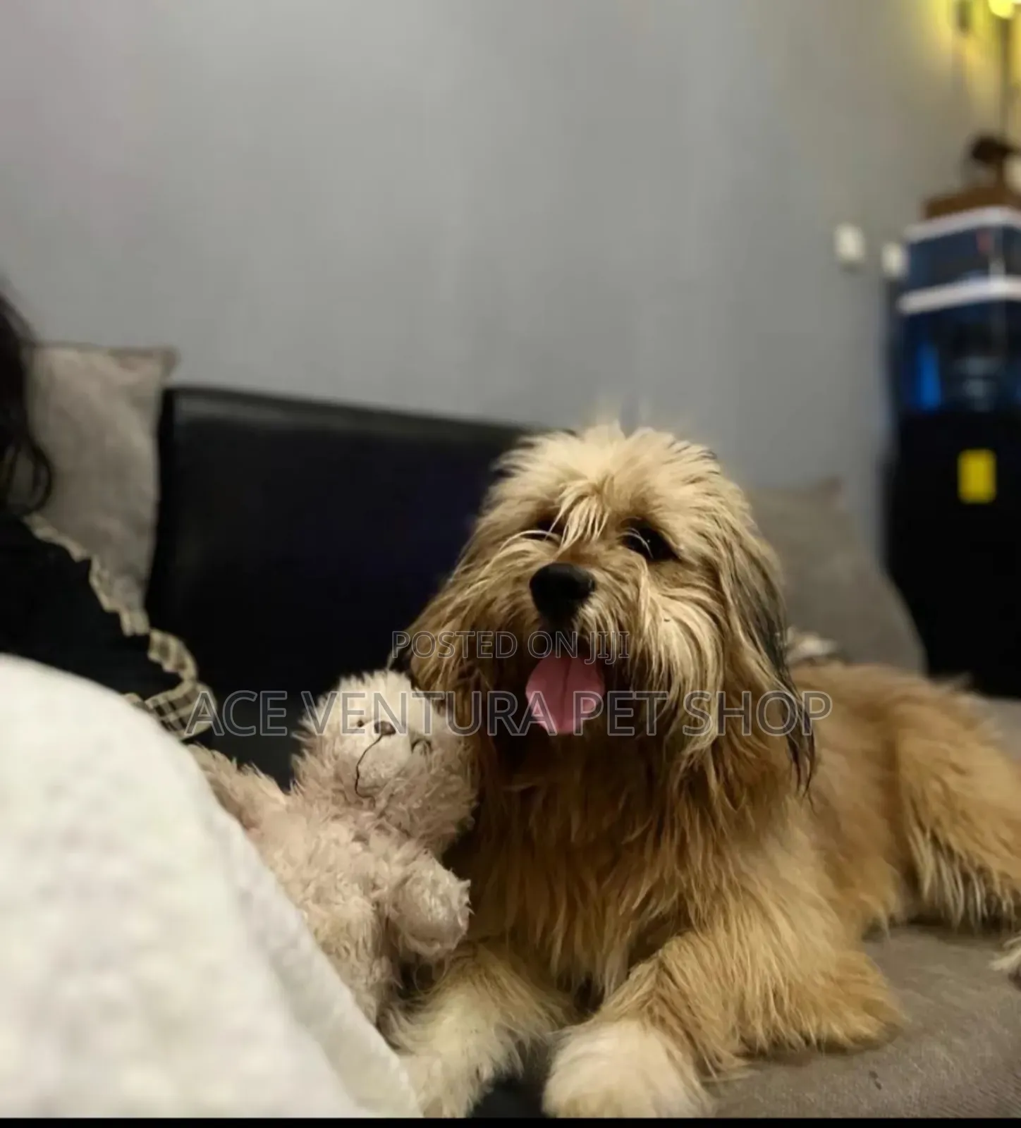 1-3 months Male Purebred Maltese