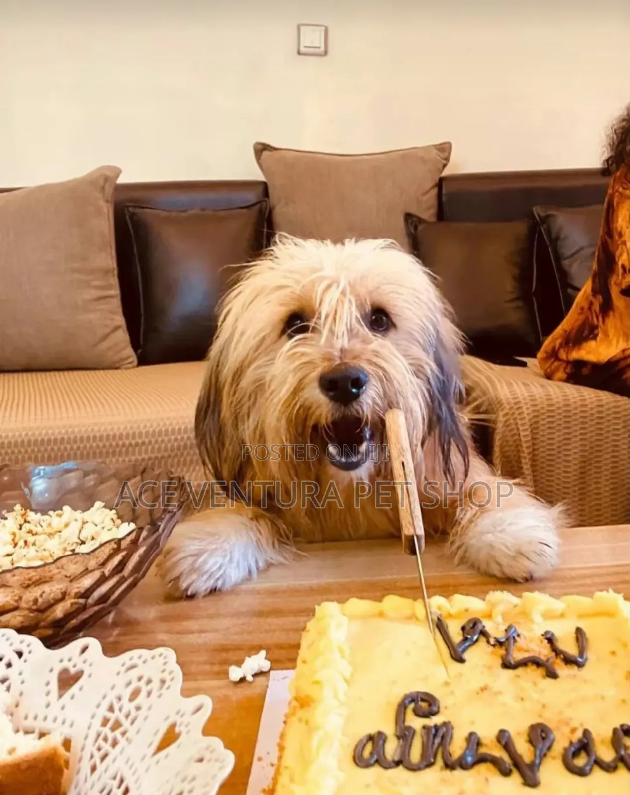 1-3 months Male Purebred Maltese