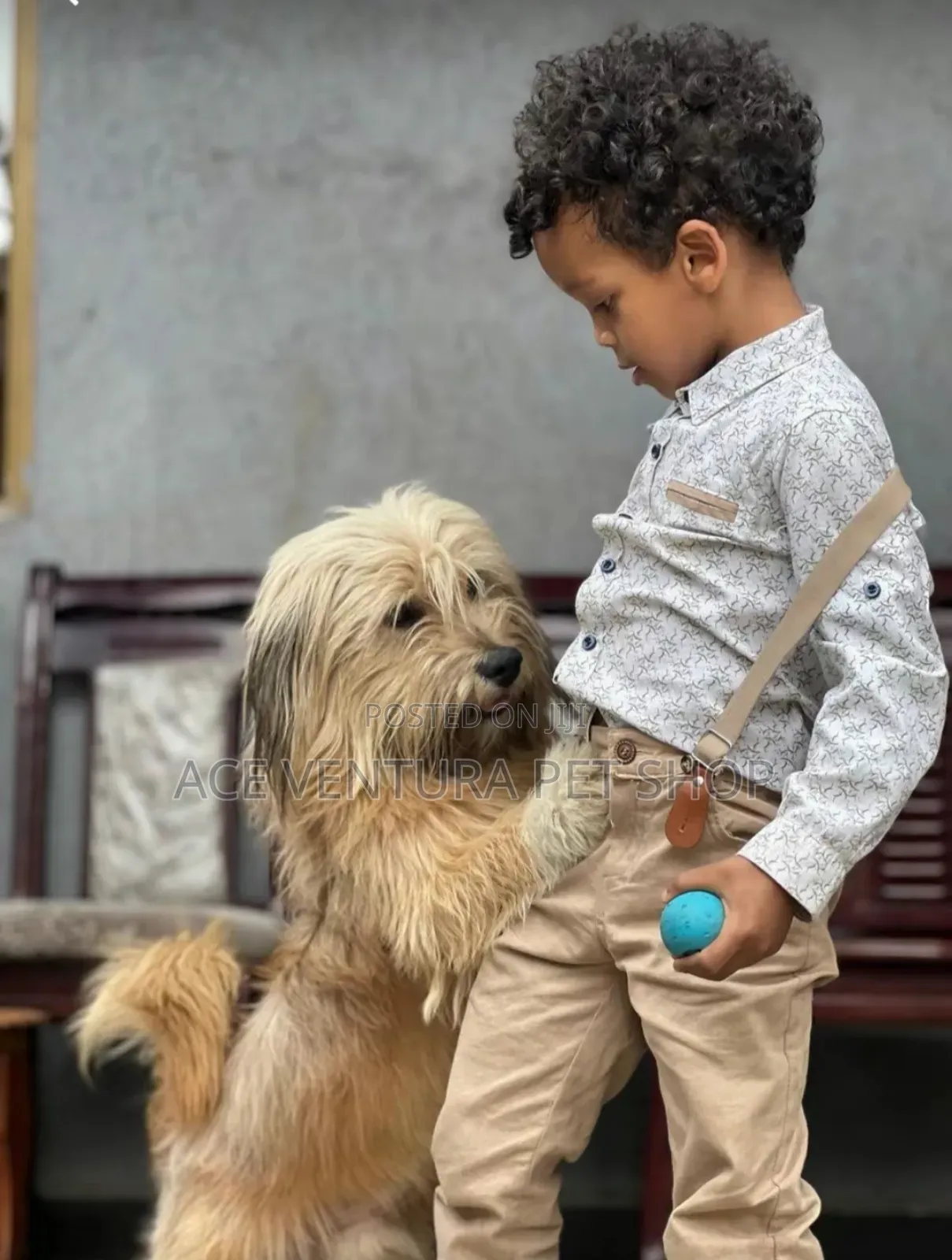 1-3 months Male Purebred Maltese