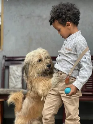 1-3 months Male Purebred Maltese