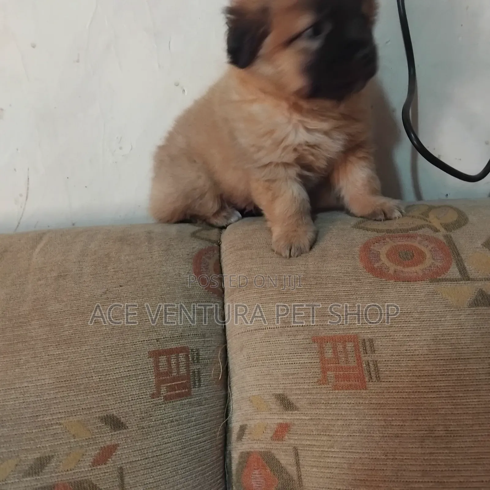 1-3 months Male Purebred Maltese