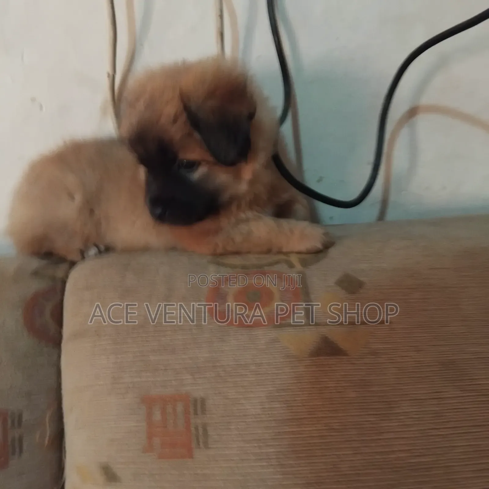 1-3 months Male Purebred Maltese