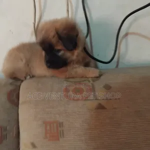 1-3 months Male Purebred Maltese