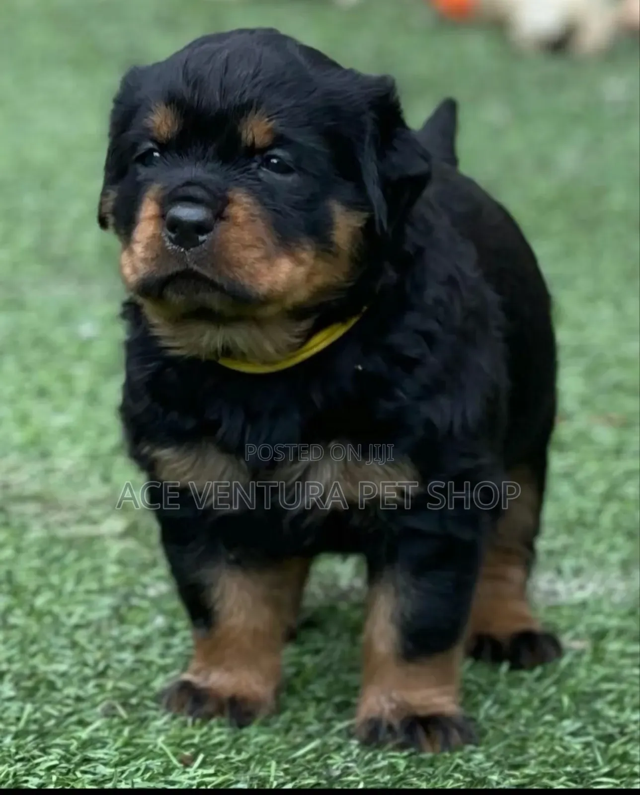 1-3 months Male Purebred Rottweiler