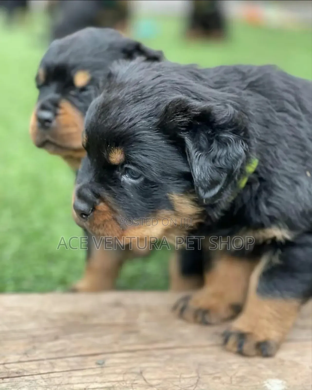 1-3 months Male Purebred Rottweiler