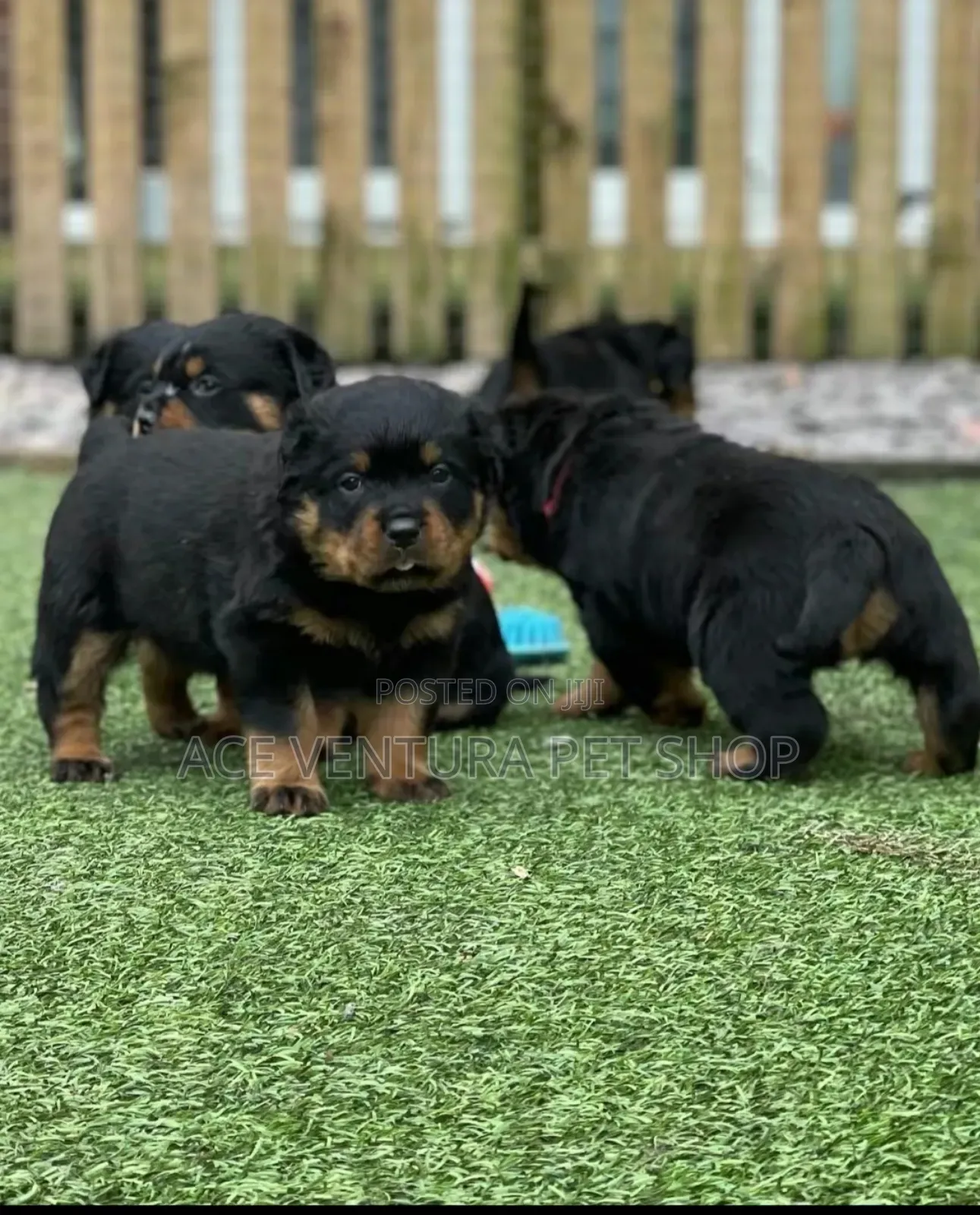 1-3 months Male Purebred Rottweiler