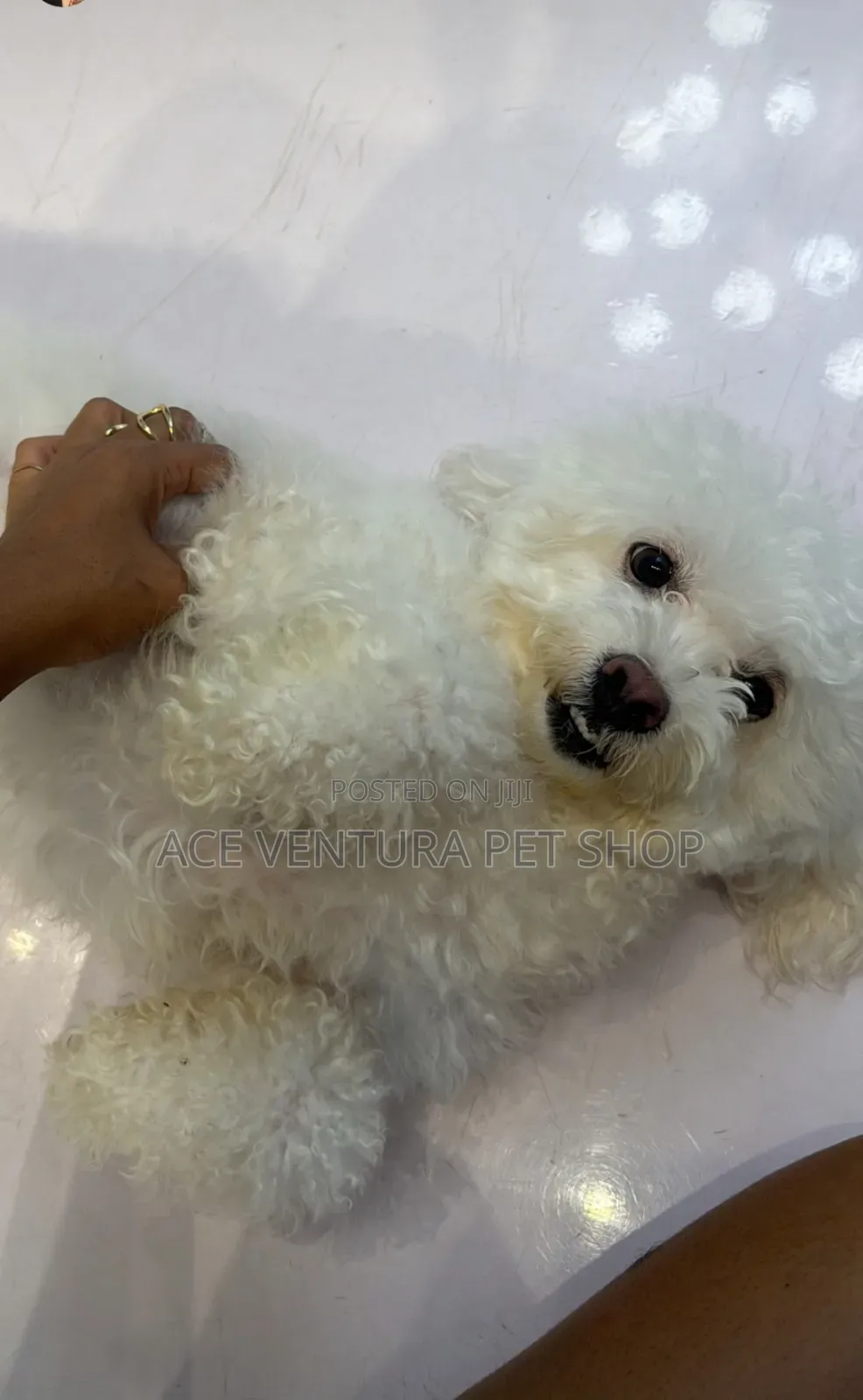 1-3 months Male Purebred Maltese