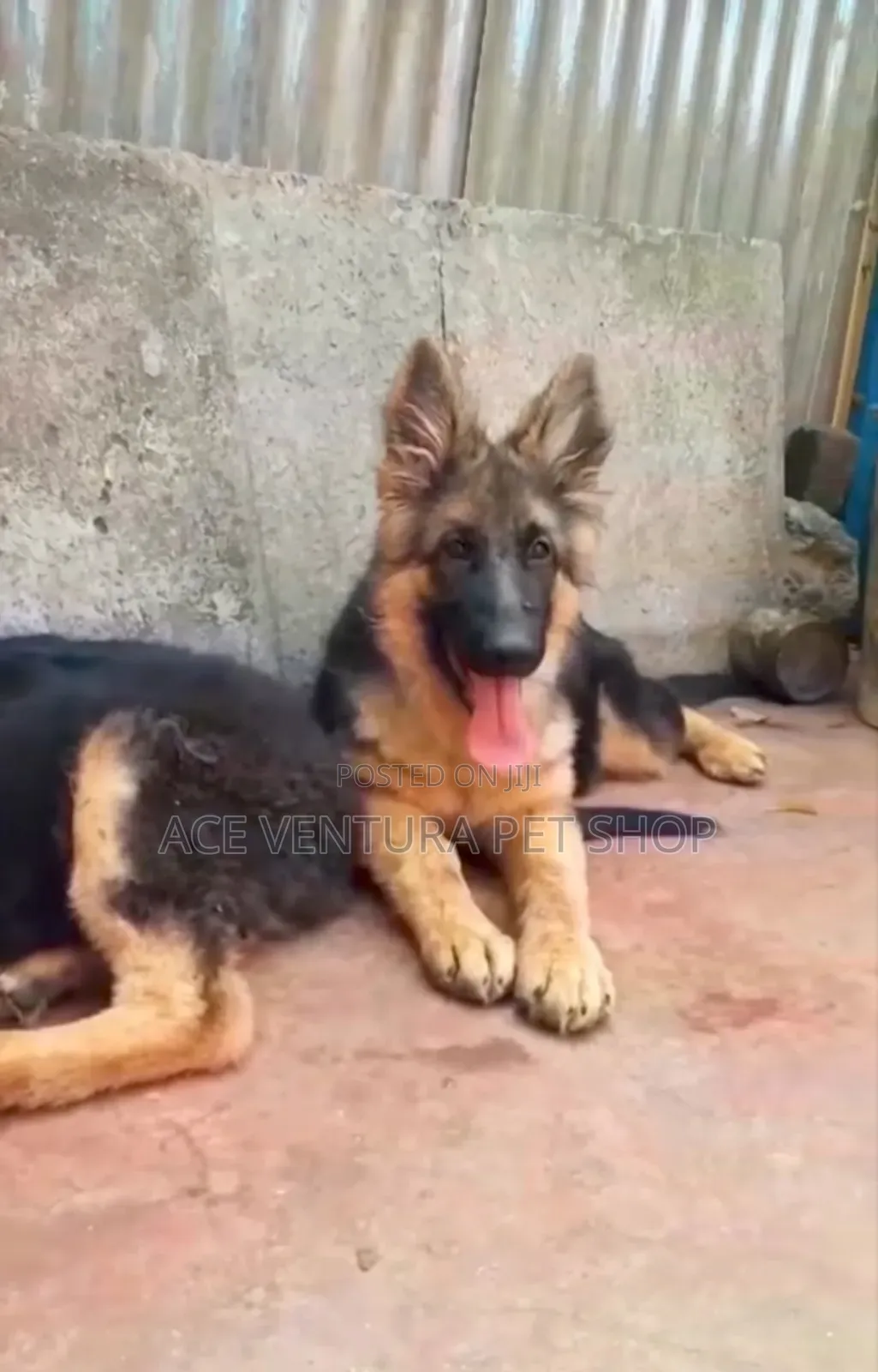 1-3 months Male Purebred German Shepherd