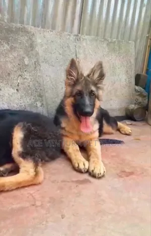 Photo - 1-3 months Male Purebred German Shepherd