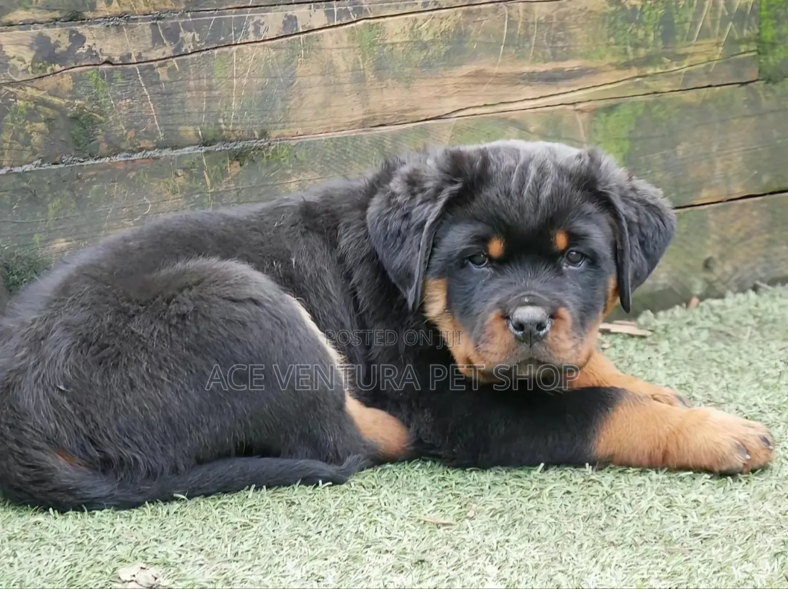 1-3 months Male Purebred Rottweiler