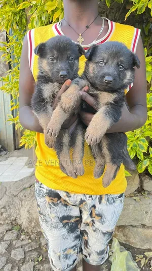Photo - 1-3 months Male Purebred German Shepherd
