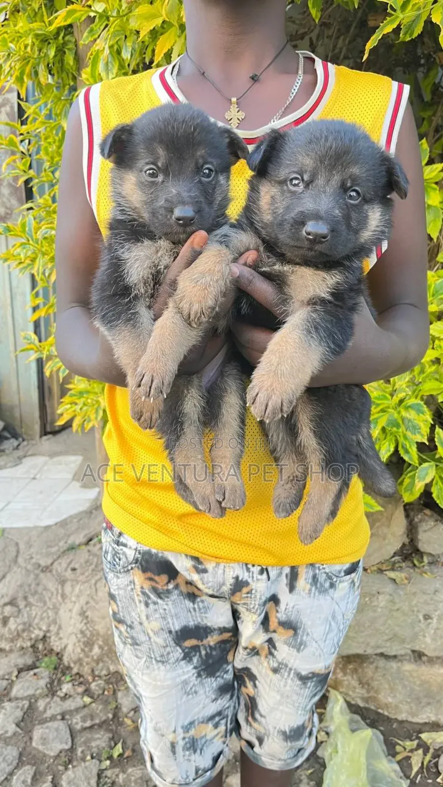 1-3 months Male Purebred German Shepherd