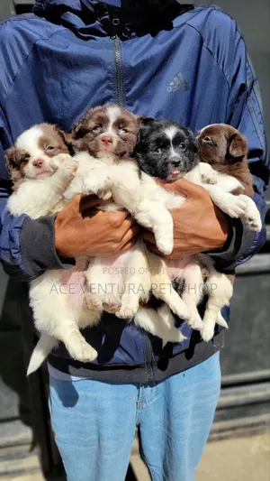 Photo - 1-3 months Male Purebred Maltese