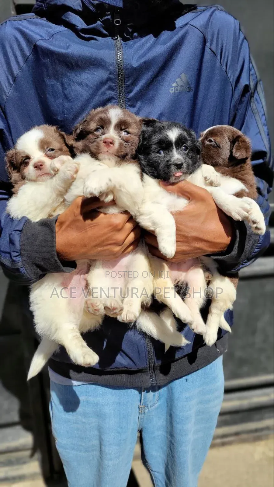 1-3 months Male Purebred Maltese